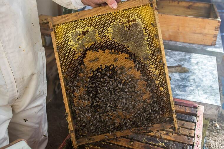 Detalle de miel