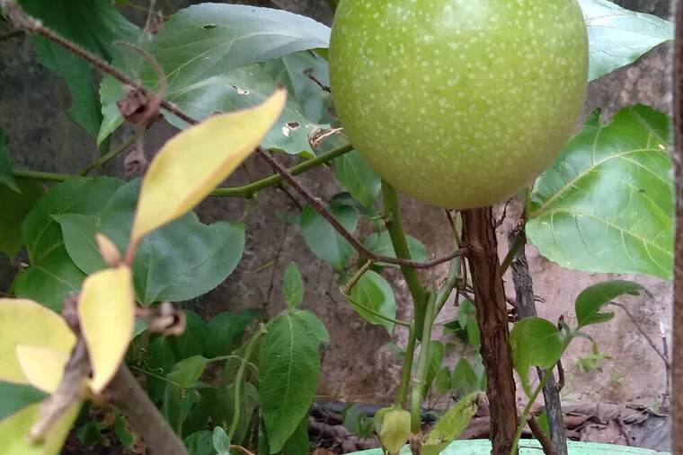 Néctar de frutas exóticas envasado