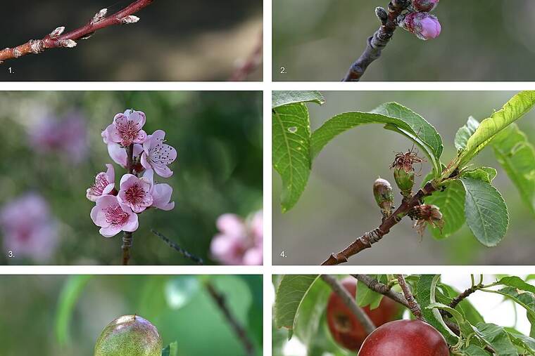 Detalle de nectarina