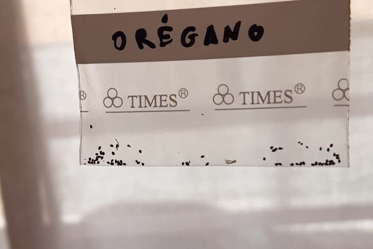Detalle de orégano seco
