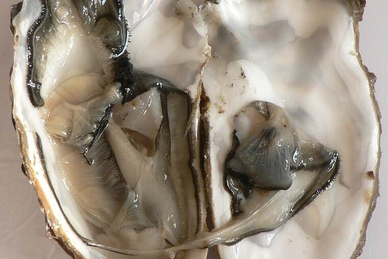 Ostra cruda