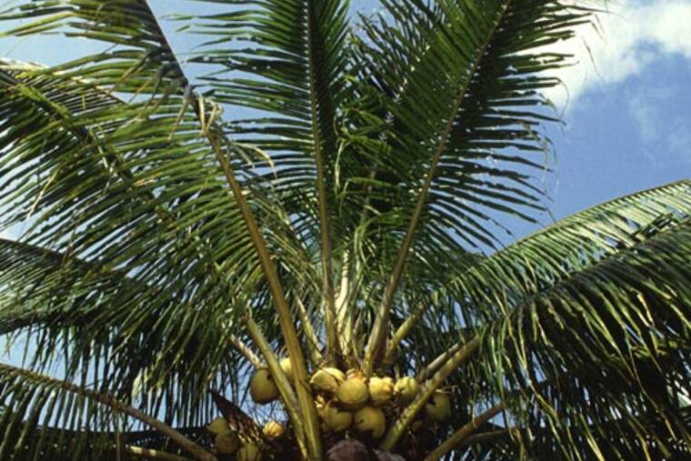 Palmera