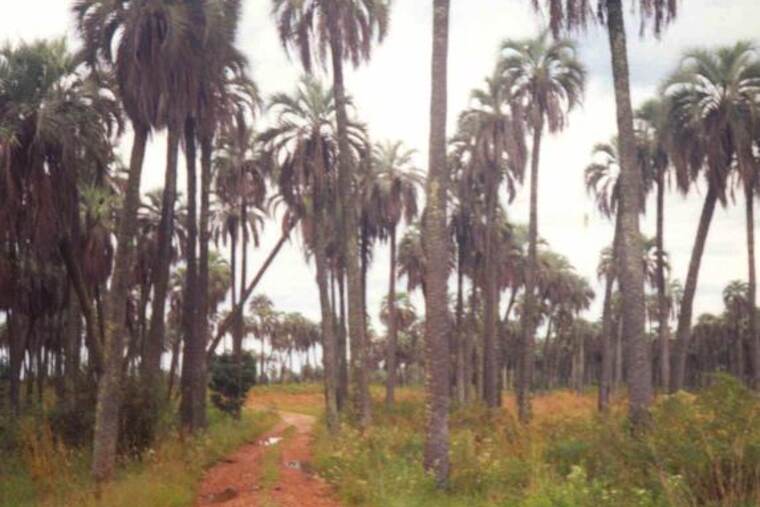 Detalle de palmera