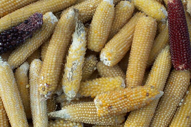 Palomitas de maíz sin aceite sin sal