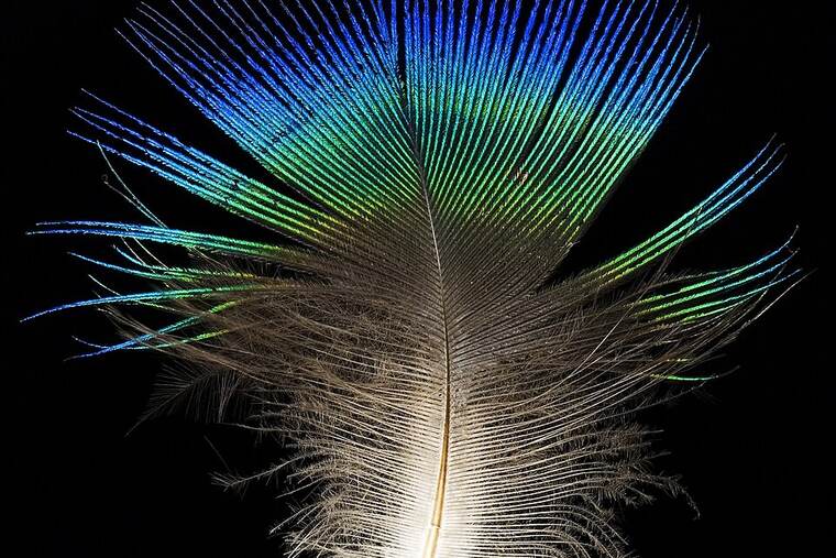 Pavo fiambre bajo en grasa