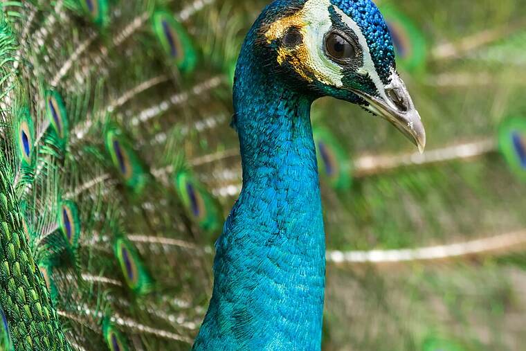 Detalle de pavo fiambre bajo en grasa