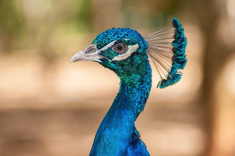 Pavo fiambre bajo en grasa