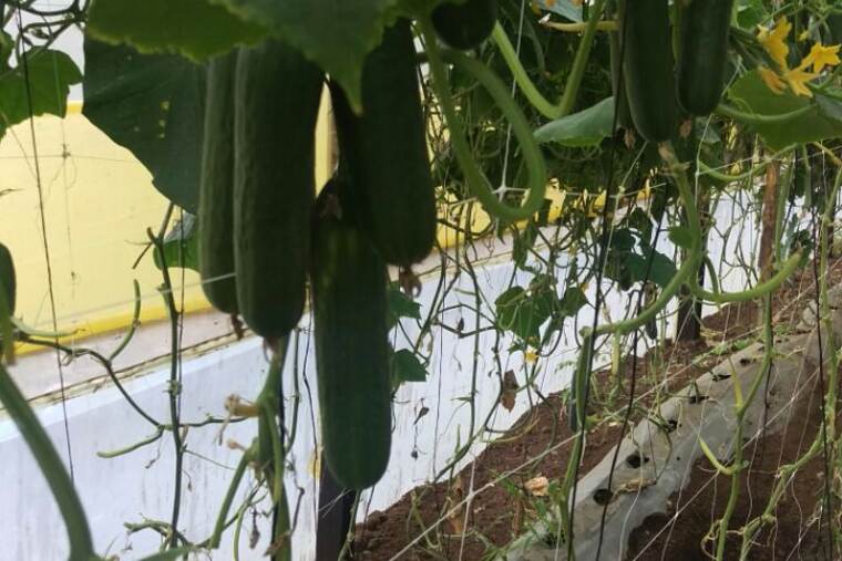 Detalle de pepino