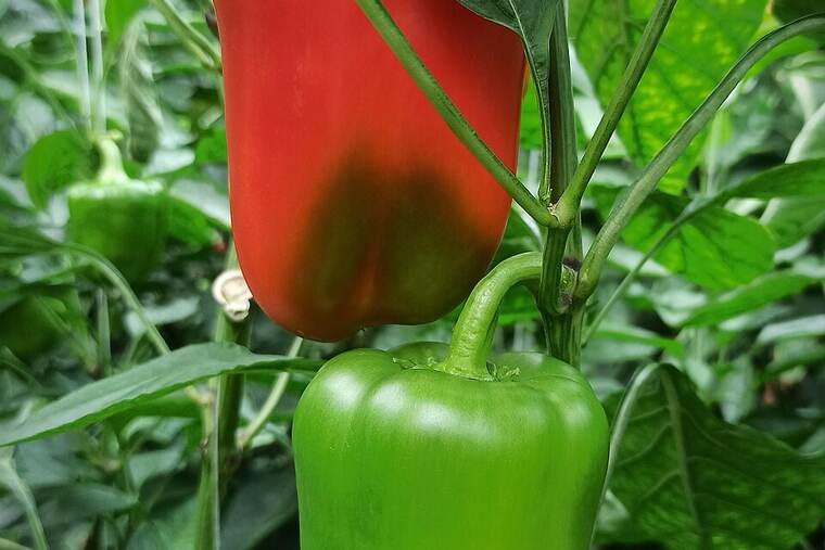 Detalle de pimiento morrón en conserva