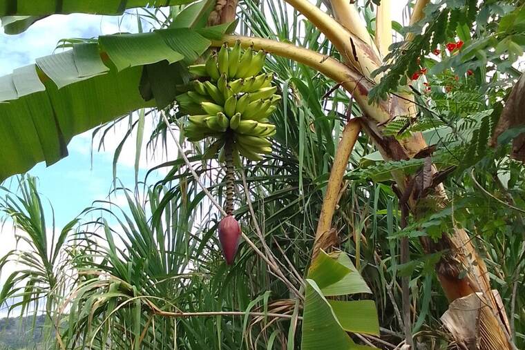 Plátano
