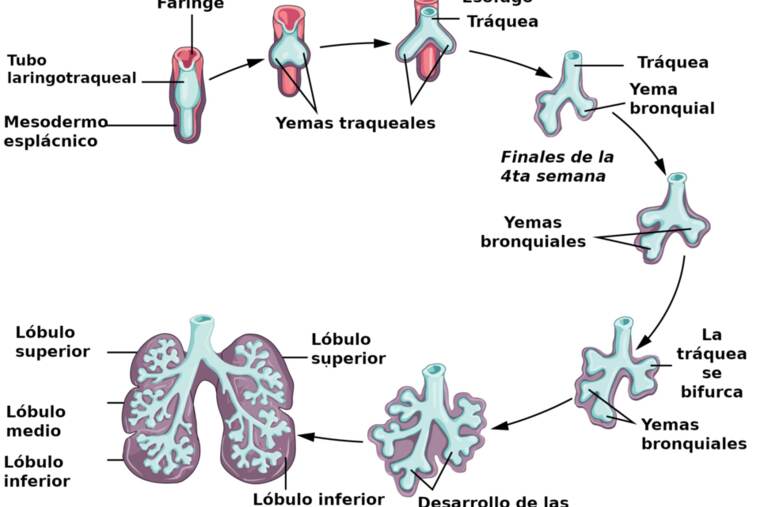 Detalle de pulmón de cerdo crudo