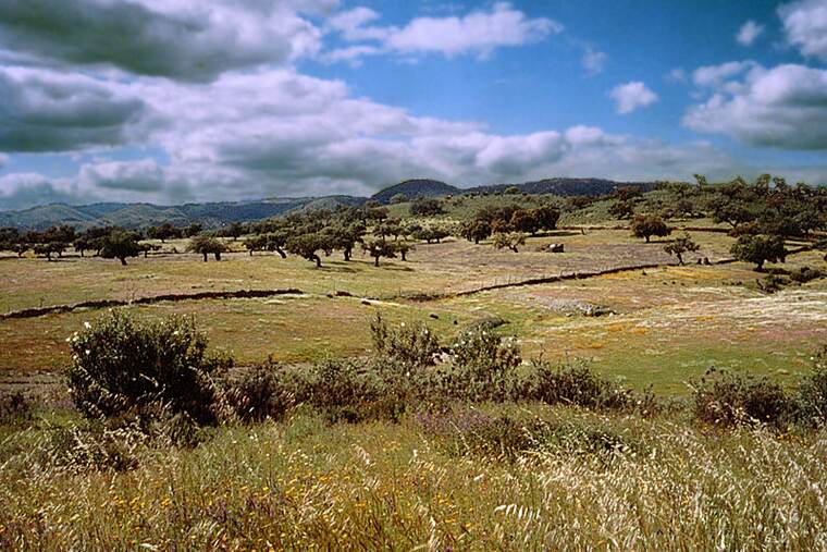 Queso de aracena
