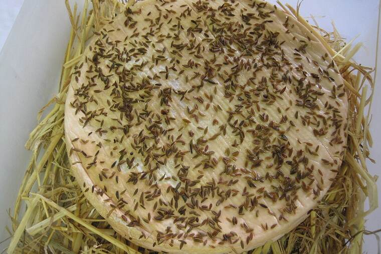 Detalle de queso tierno genérico