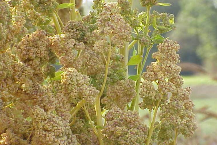 Quinoa cruda