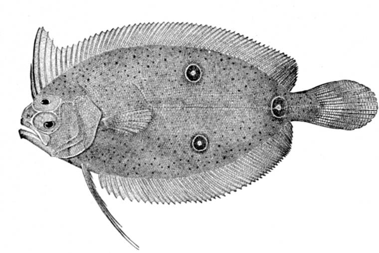 Rodaballo