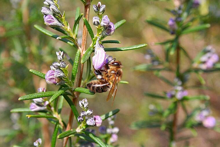 Mero plancha
