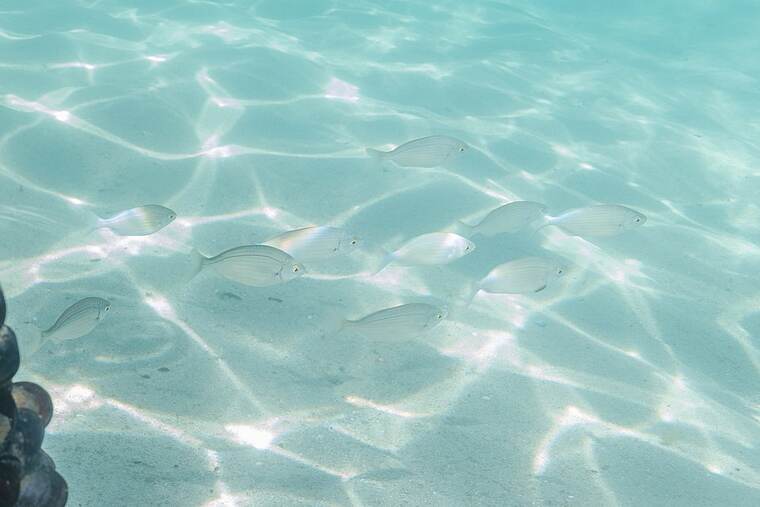 Salema cruda