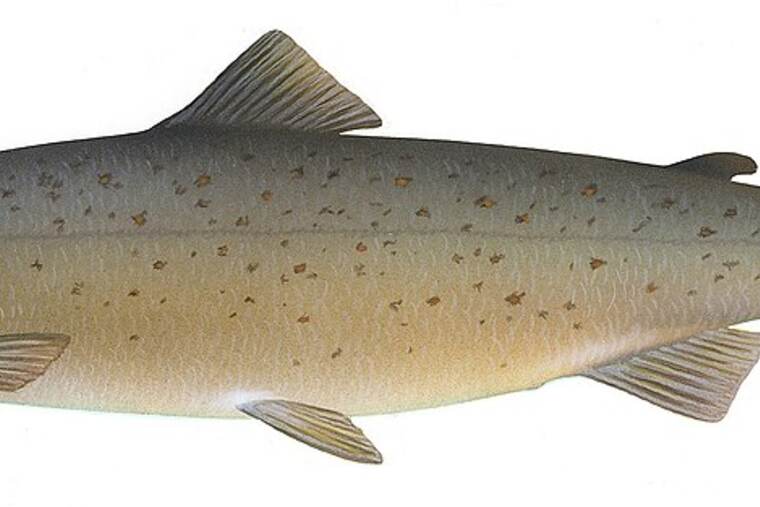 Salmón, uno de los ingredientes de receta de pizette de salmón ahumado