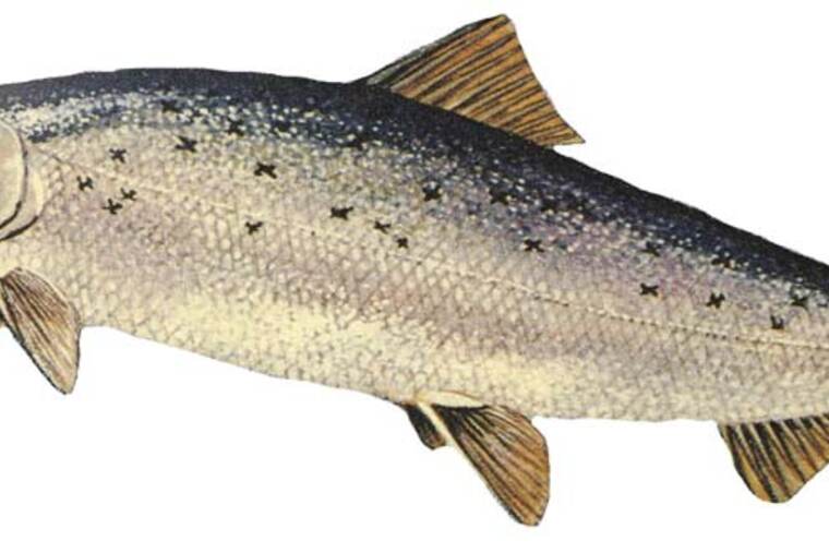 Salmón ahumado, ingrediente de receta de pizette de salmón ahumado