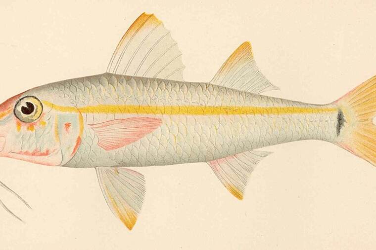 Salmonete
