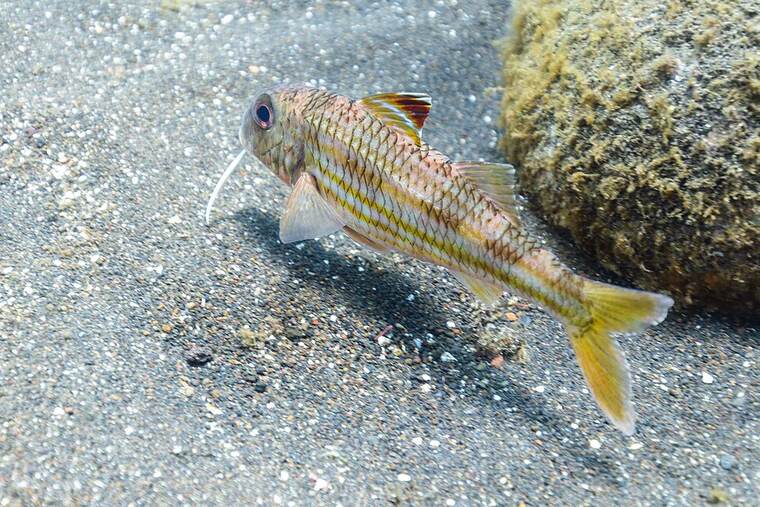 Salmonete