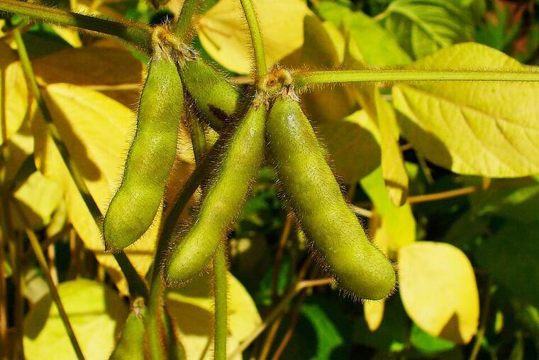 Salsa agridulce