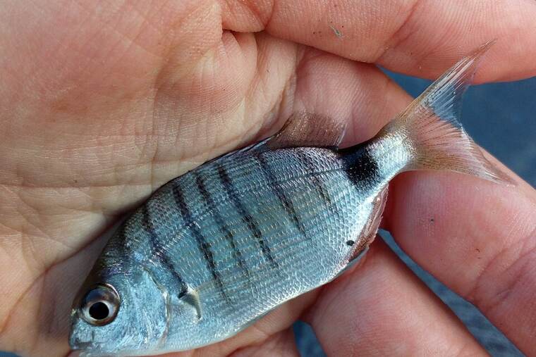 Sargo crudo