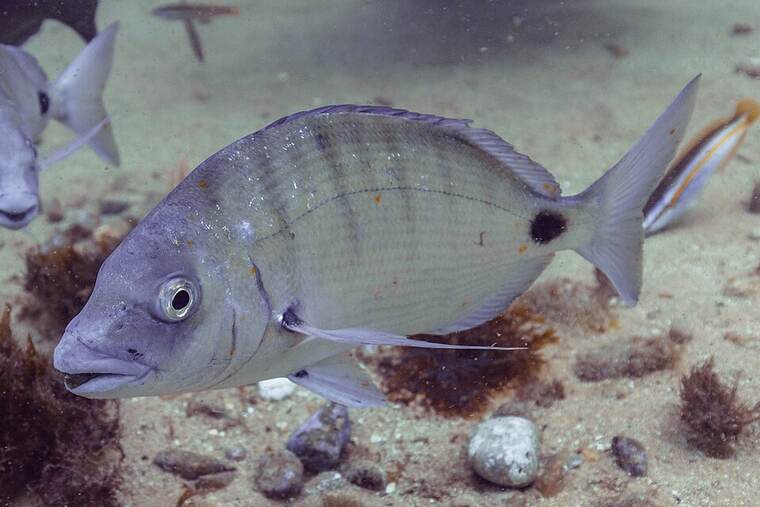 Sargo crudo