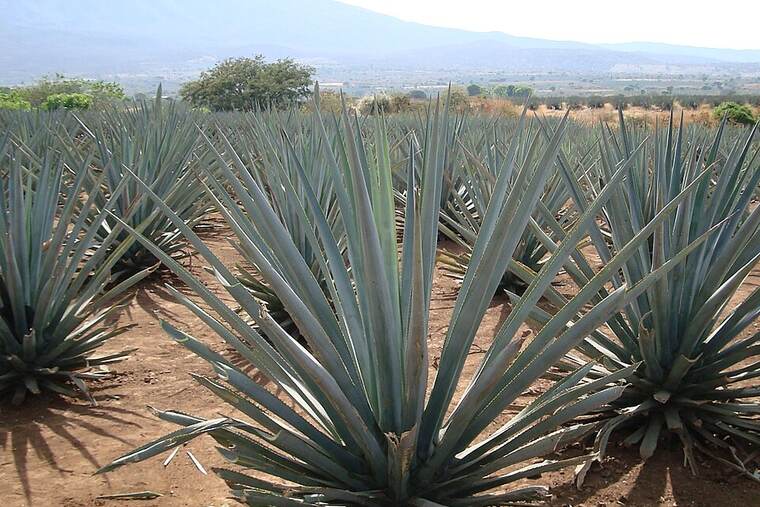 Detalle de tequila