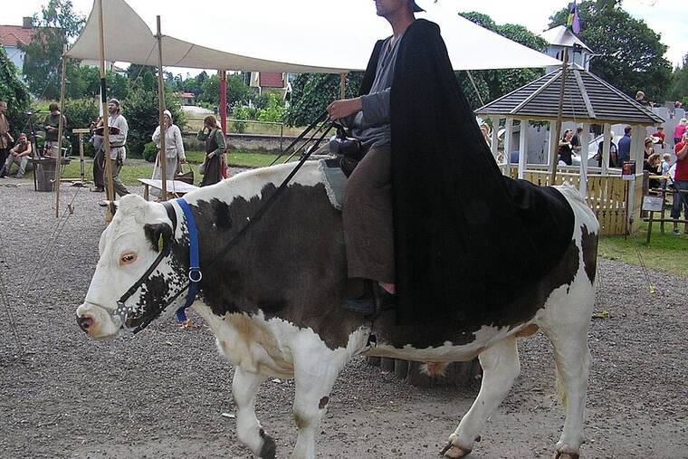 Vaca/buey solomillo a la plancha
