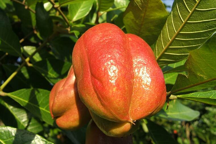 Zumo de mango