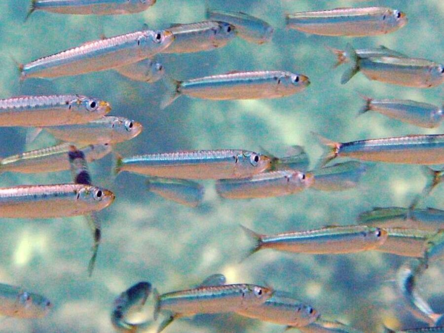Sardinas al horno con ajo y perejil